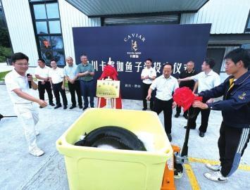 历经多年建设，荥经鱼子酱终于投产！这是四川的骄傲  第2张