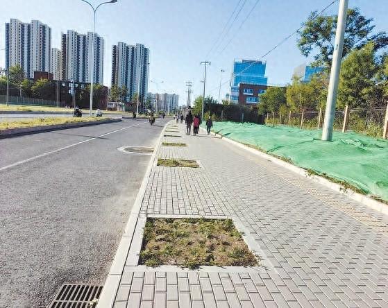 近千个树坑闲置半年多，驹子房路居民盼植树  第1张