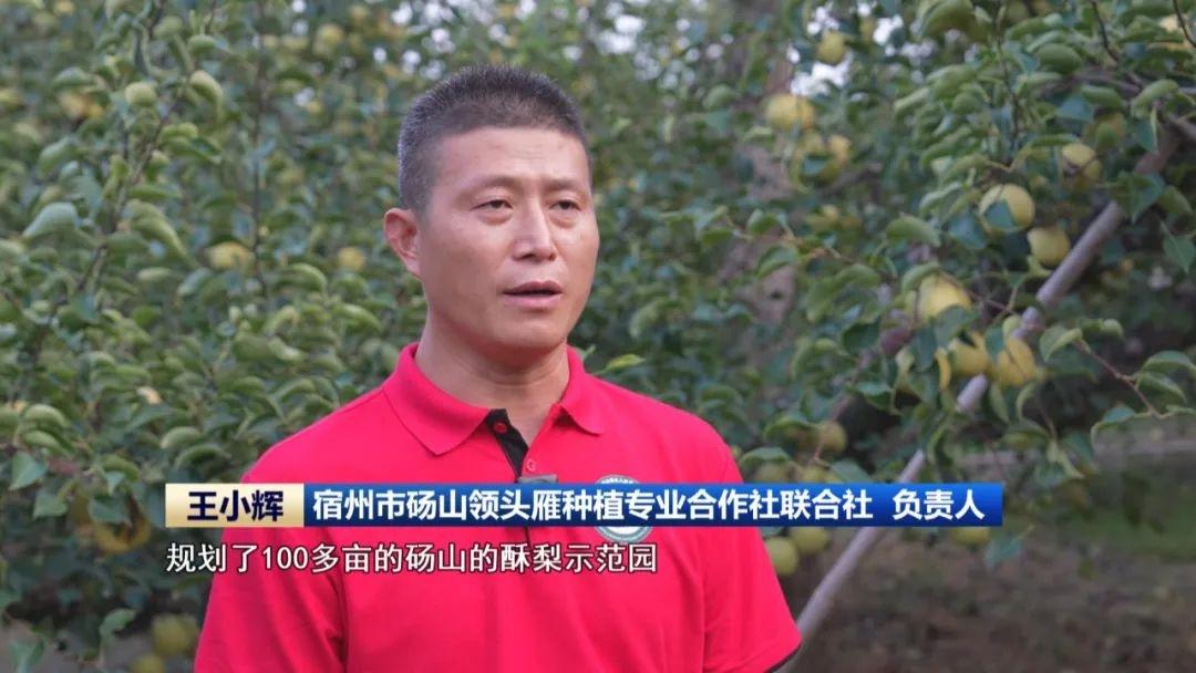 万亩梨园硕果累累，安徽砀山乡村产业振兴正当时  第3张