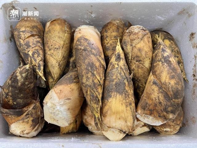 国庆刚过，杭城菜市场惊现冬笋和春笋，这是要逆天吗？  第2张