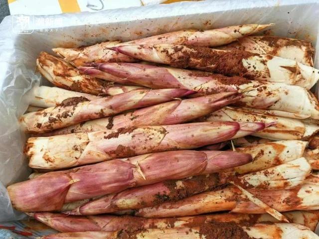 国庆刚过，杭城菜市场惊现冬笋和春笋，这是要逆天吗？  第4张