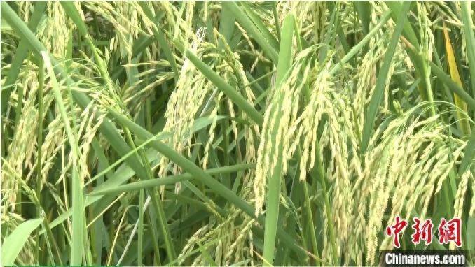 湖南祁阳：制种水稻大丰收，每亩多赚 4000 元  第1张