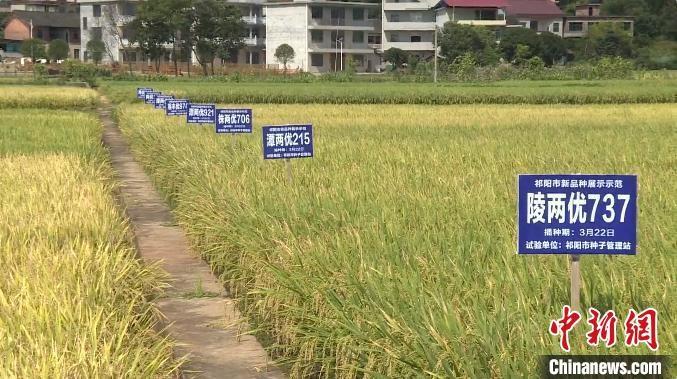 湖南祁阳：制种水稻大丰收，每亩多赚 4000 元  第2张