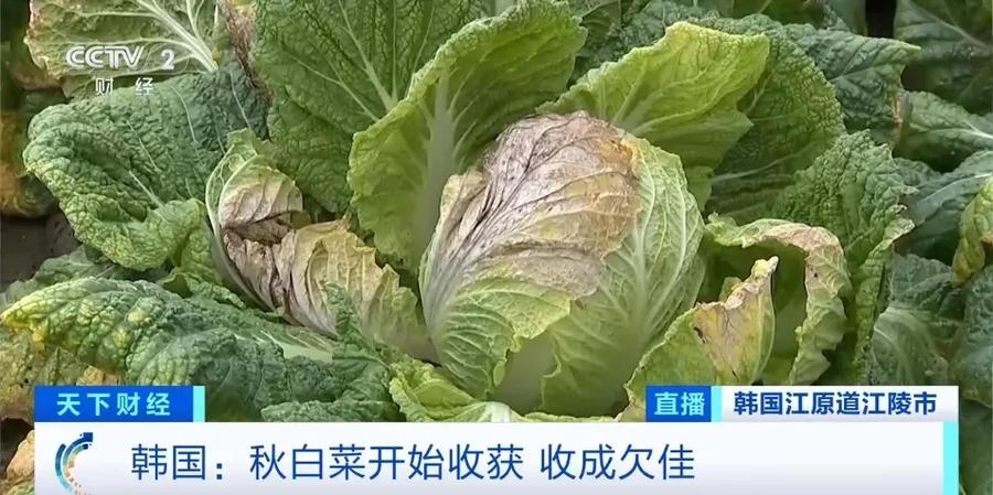 韩国大白菜价格飙升，你还能吃得起泡菜吗？  第2张