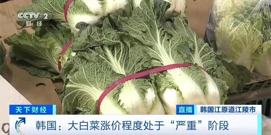 韩国大白菜价格飙升，你还能吃得起泡菜吗？  第3张