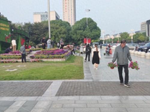 市政府广场景观花卉竟遭市民洗劫，究竟为何？