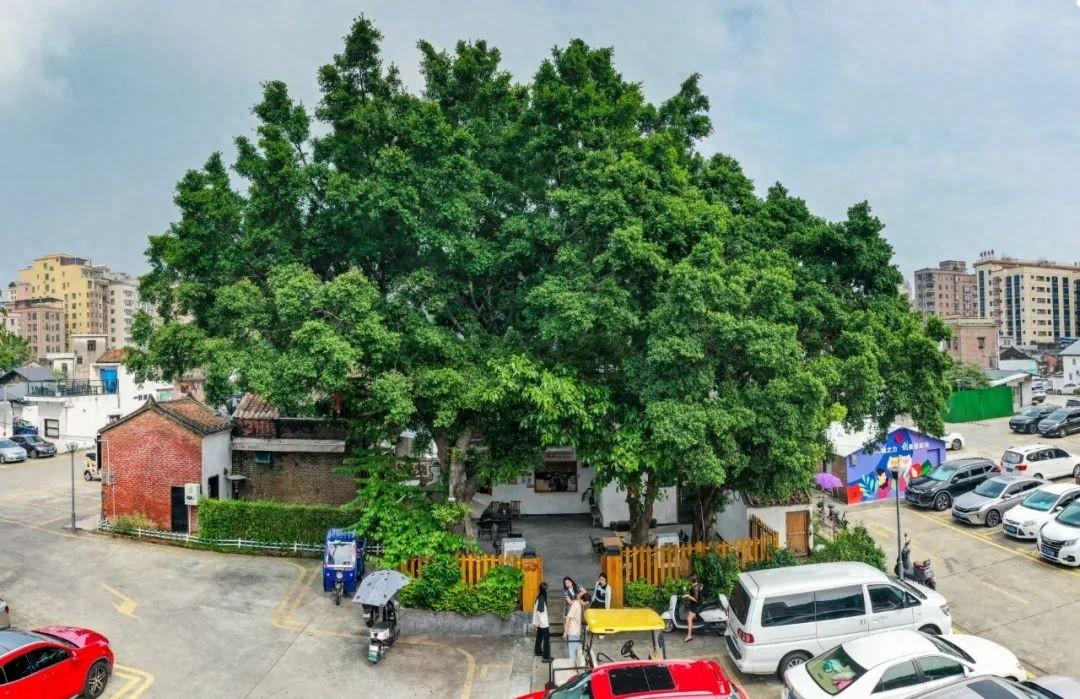 美丽庭院建设助力乡村振兴，厦岗社区变身诗意田园  第1张