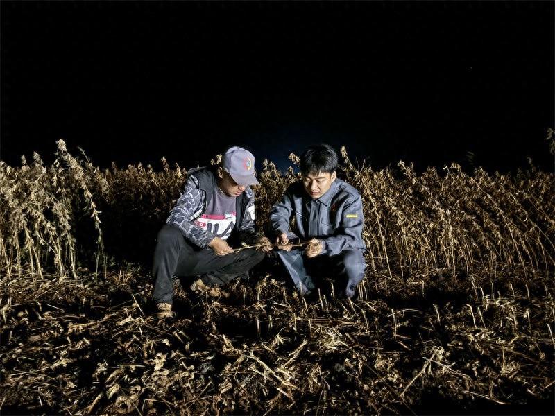 北大荒集团宝泉岭分公司大豆收获超 90%，秋收工作顺利推进