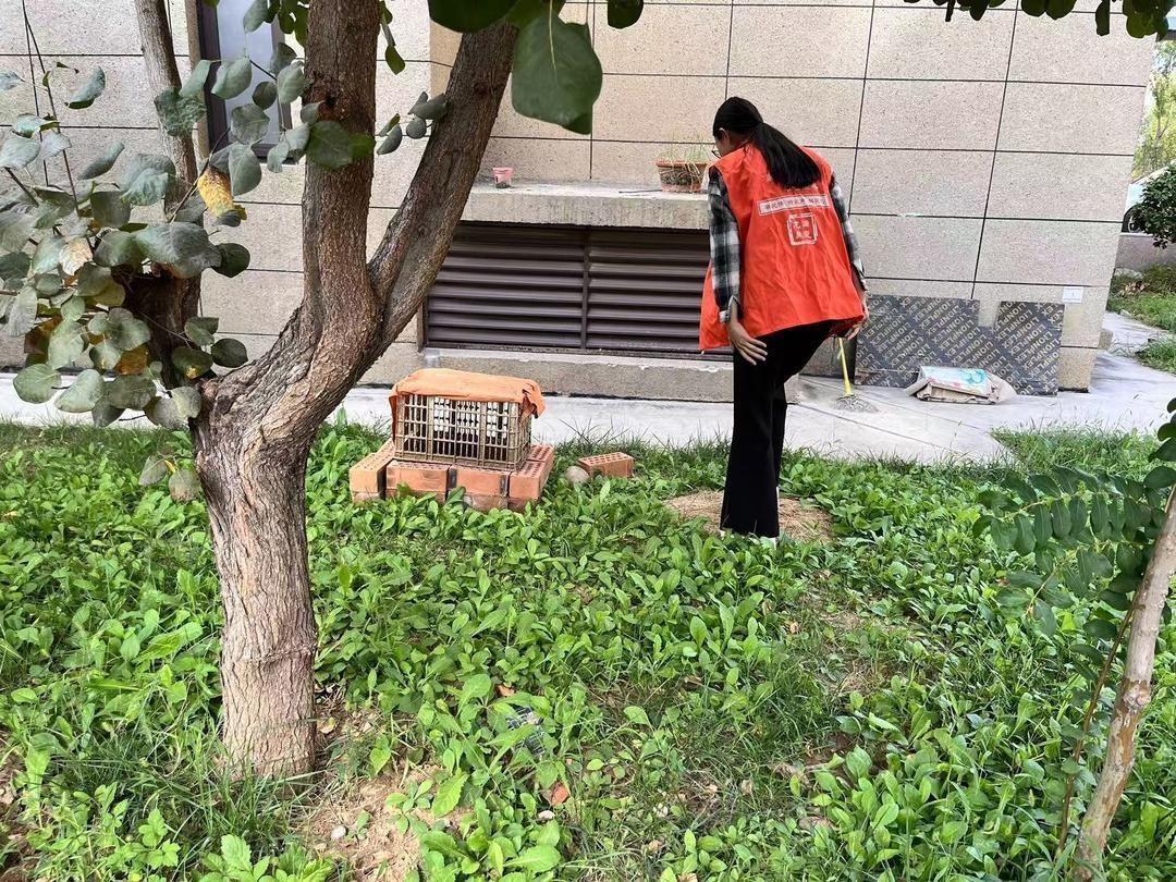 小区竟有人养鸡扰民，网格员出手了  第3张
