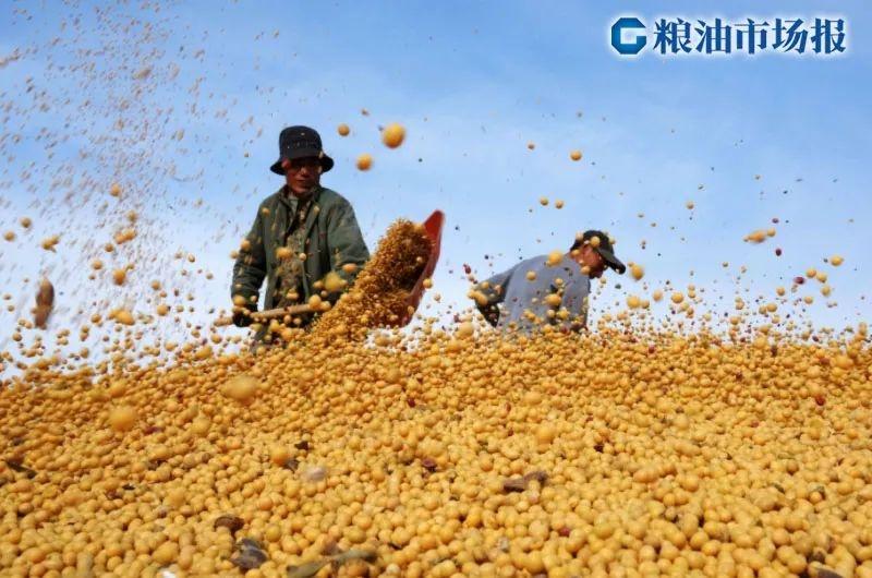 东北大豆产量突破 2100 万吨，价格却为何暴跌？  第2张