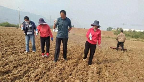 秋播正当时！丹凤县农技专家深入田间，为农民秋播保驾护航