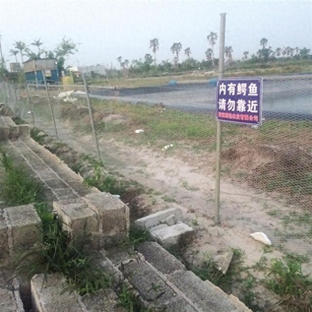 超强台风过境，鳄鱼养殖场围墙被吹倒，部分鳄鱼外逃，村民忧心忡忡