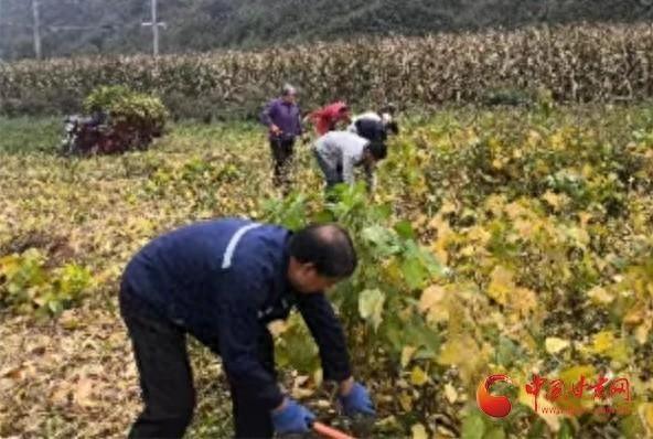 河西镇大豆喜迎丰收，农民增收致富，好一幅乡村好丰景  第1张