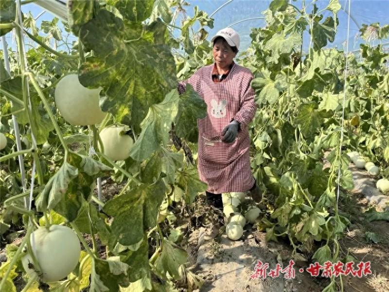 760 亩！民勤县西渠镇的蜜瓜基地，四季有瓜，口感脆甜，远销全国  第1张