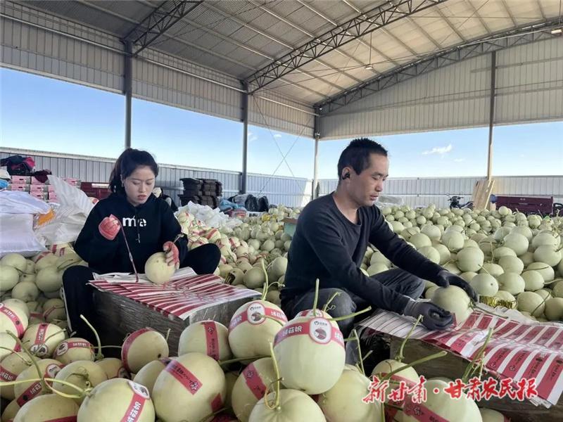 760 亩！民勤县西渠镇的蜜瓜基地，四季有瓜，口感脆甜，远销全国  第2张