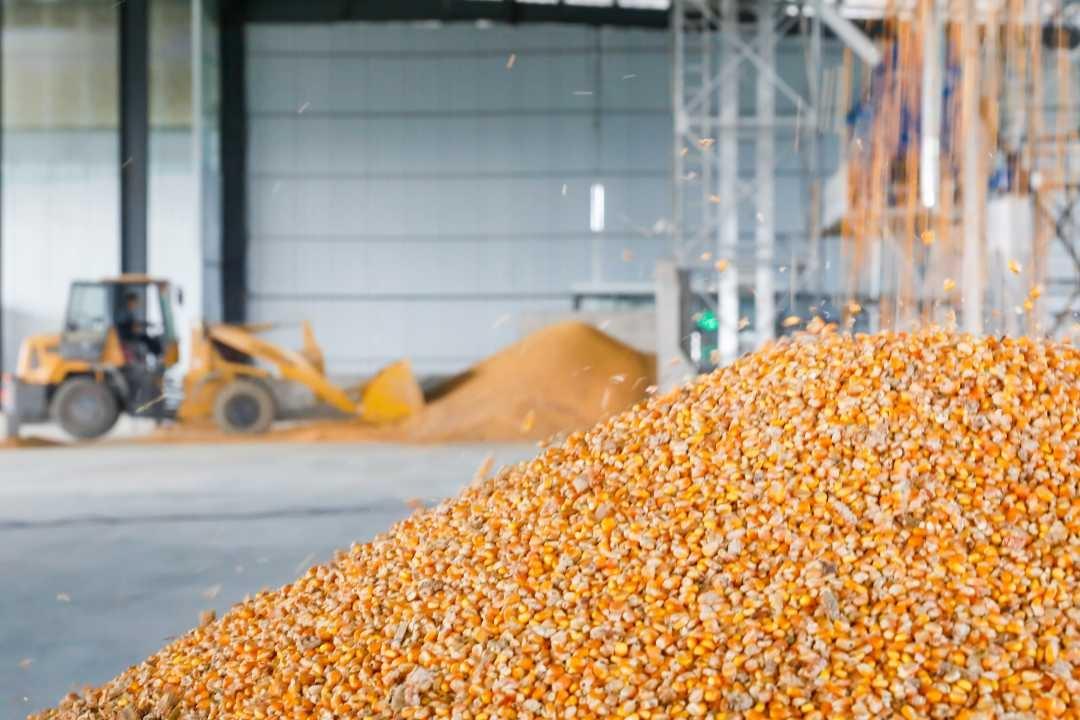 金秋十月,武陟县广袤田野奏响丰收赞歌 第2张 金秋十月,武陟县广袤田野奏响丰收赞歌 第2张