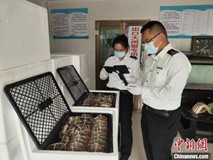 秋风起，蟹脚痒！沪牌大闸蟹出口海外，松江海关助力，你还在等什么？  第1张