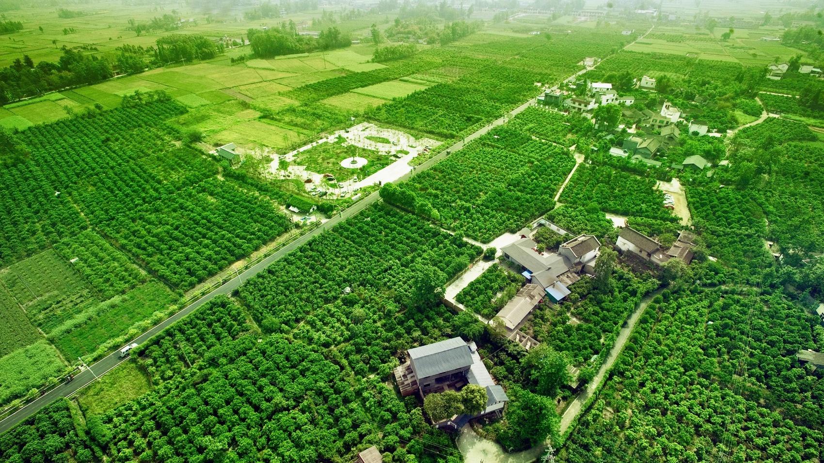 新都柚大丰收！千万斤优质柚子热销全国，你还没尝过？  第3张