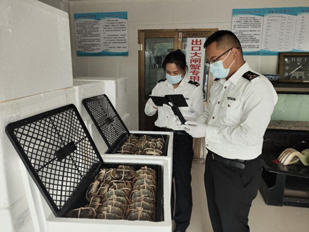 沪牌大闸蟹火了！今年已出口 23.9 吨，你吃过吗？  第1张