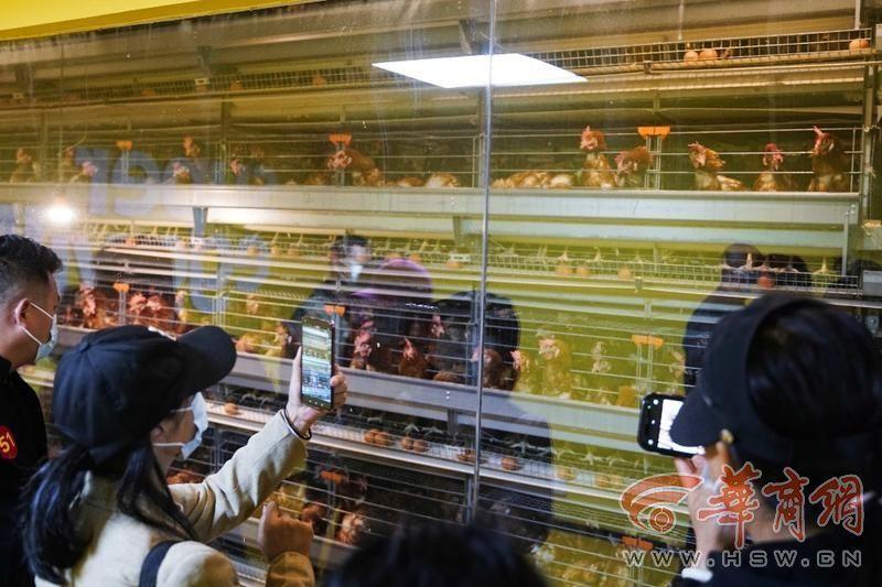 10 月 11 日世界蛋品中国日，黄马甲公开承诺品质保证，你还在担心鸡蛋品质吗？  第3张