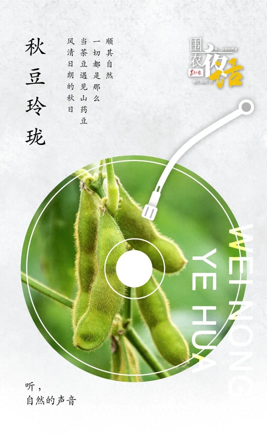 秋季素食绝配！茶豆与萝卜缨的奇妙纠缠，口感极妙  第1张