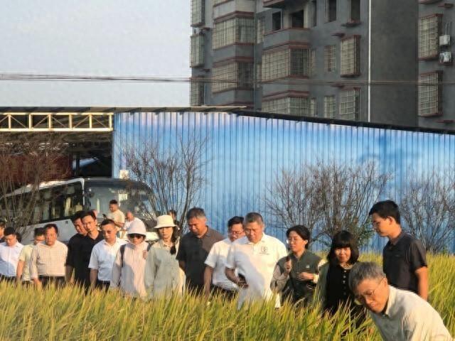 湖南农业大学主持的国家重点研发计划项目，稻飞虱防控效果惊人  第1张