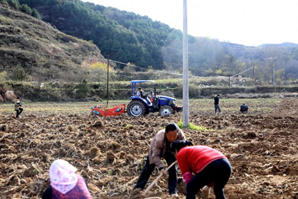 150 亩款冬花丰收，新城乡产业先行，乡村振兴未来可期  第1张
