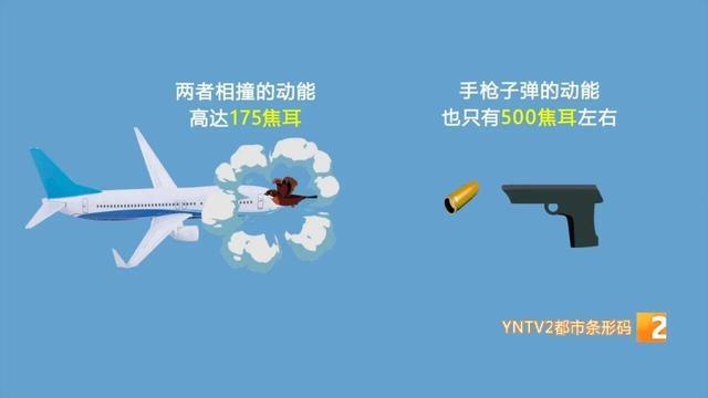鸟击到底有多可怕？看完你就知道了  第2张