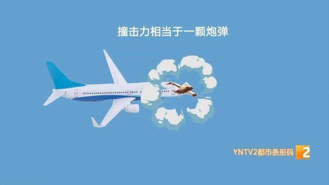 鸟击到底有多可怕？看完你就知道了  第3张