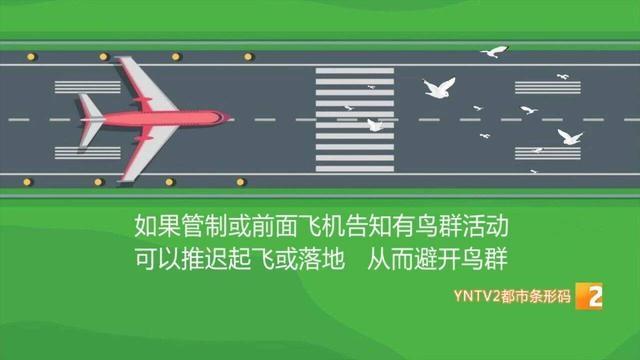 鸟击到底有多可怕？看完你就知道了  第6张
