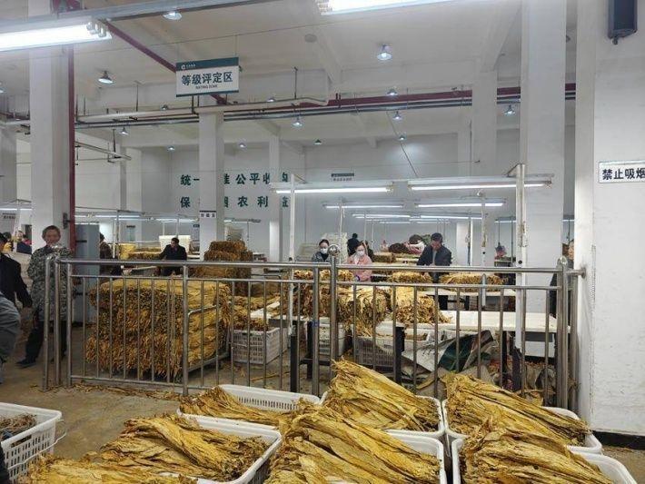 厉害了！燕子镇用三片叶子缔造致富路，总产值超 5000 万  第2张