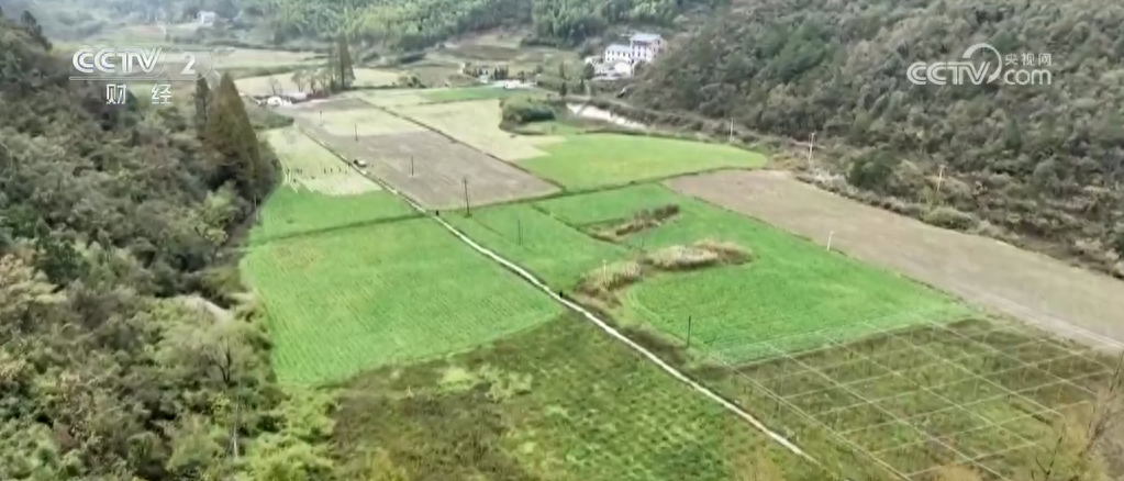冬吃萝卜夏吃姜，南川高山萝卜大丰收，百万斤萝卜等你来尝  第1张