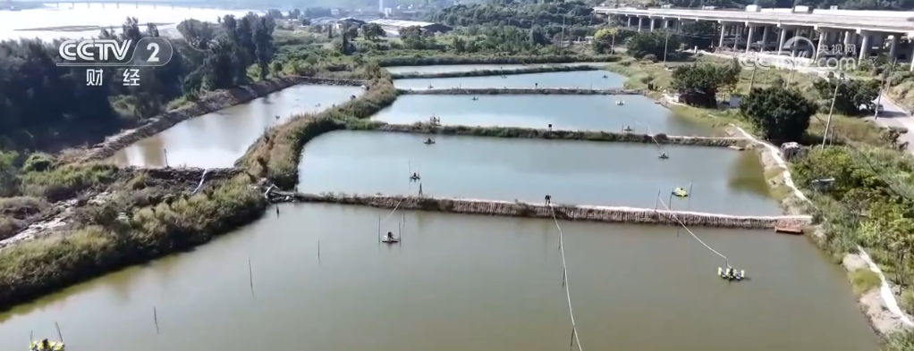 冬吃萝卜夏吃姜，南川高山萝卜大丰收，百万斤萝卜等你来尝  第3张