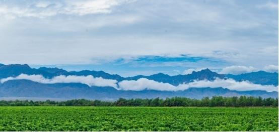 第七届进博会：宁夏葡萄酒产业集群，成就独特紫色名片  第2张