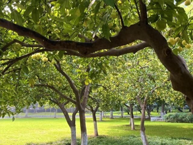 颠覆认知！酷似柚子的果实居然不能吃，你知道为什么吗？  第1张