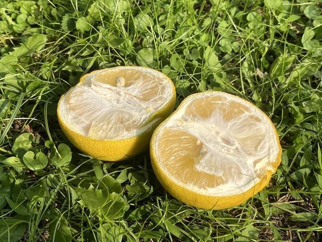颠覆认知！酷似柚子的果实居然不能吃，你知道为什么吗？  第3张