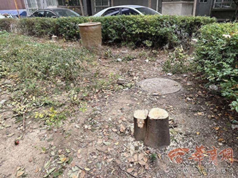 物业私自砍伐小区十余年树木，业主痛心又气愤  第1张