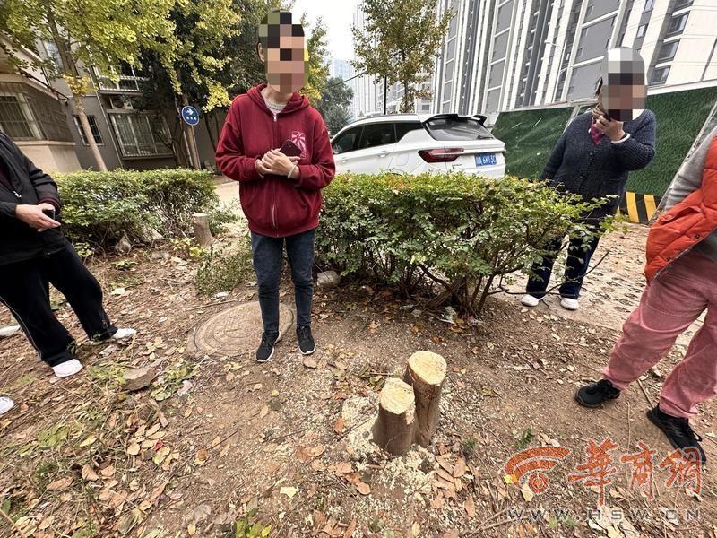 物业私自砍伐小区十余年树木，业主痛心又气愤  第2张