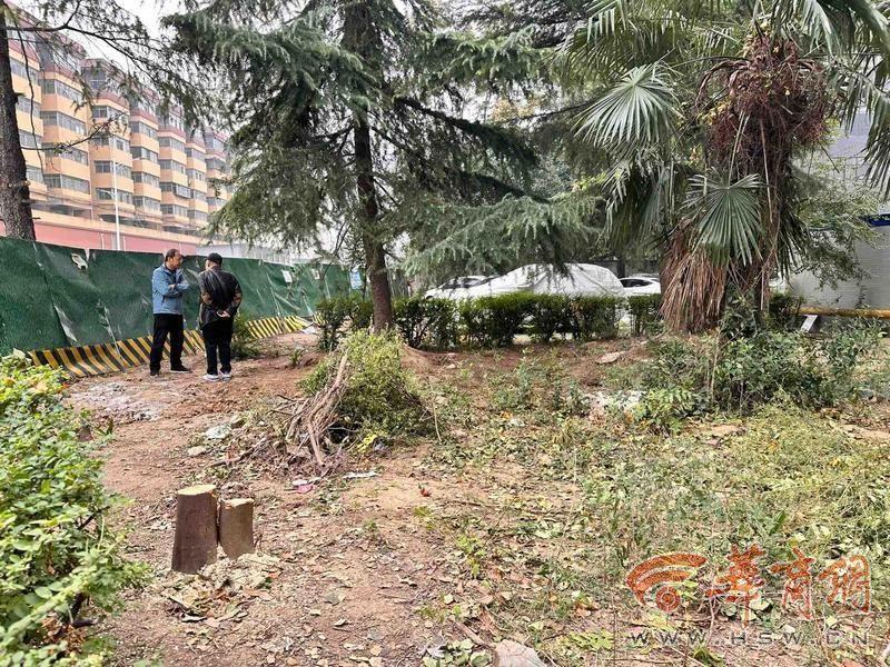 物业私自砍伐小区十余年树木，业主痛心又气愤  第3张