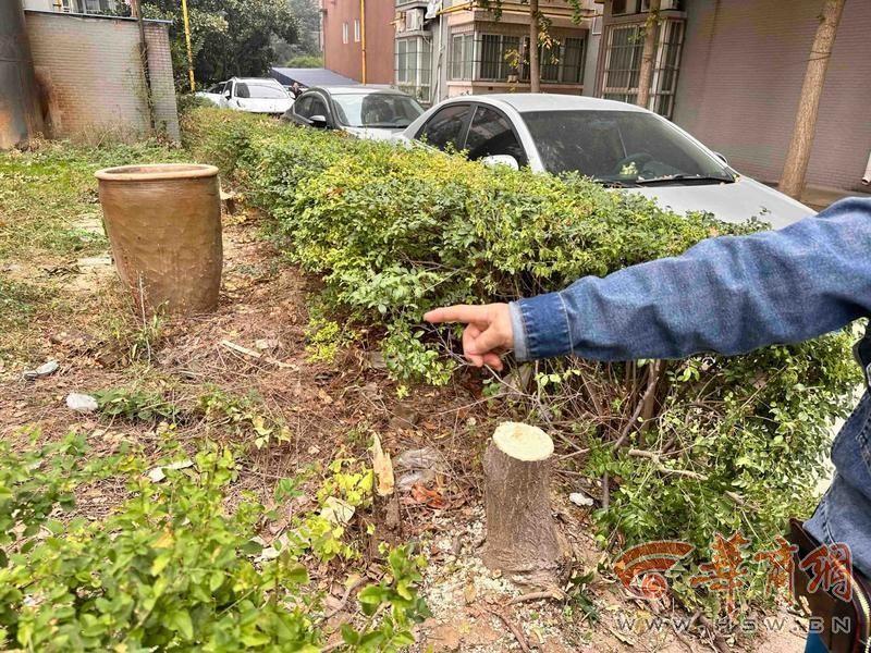 物业私自砍伐小区十余年树木，业主痛心又气愤  第4张