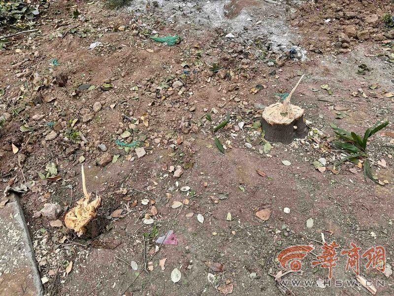 物业私自砍伐小区十余年树木，业主痛心又气愤  第5张