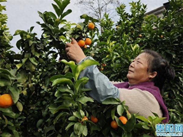 金秋砂糖橘丰收，采摘园里游客如织，香甜滋味等你来尝