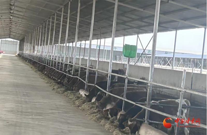 玉门市芦花鸡养殖：优惠扶持+俯身亲民服务，养出致富新机遇  第2张