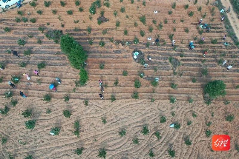 80 余人齐上阵！玉屏 80 余亩太子参种植忙，你还在等什么？