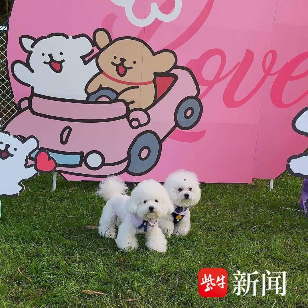 18 对萌宠集体结婚,你见过吗? 第3张 18 对萌宠集体结婚,你见过吗? 第3张