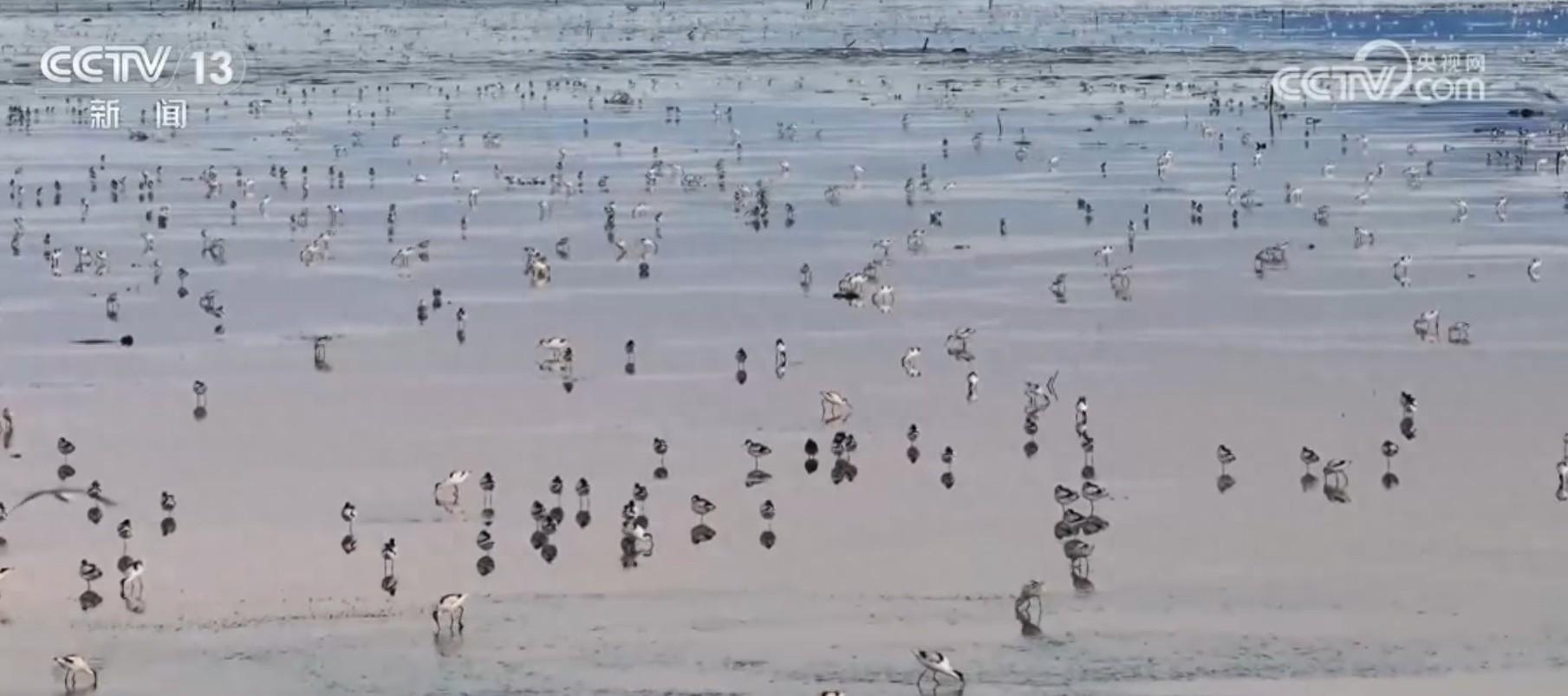 江苏连云港赣榆区沿海湿地喜迎大批珍稀鸟类，重庆巫溪云海美如画
