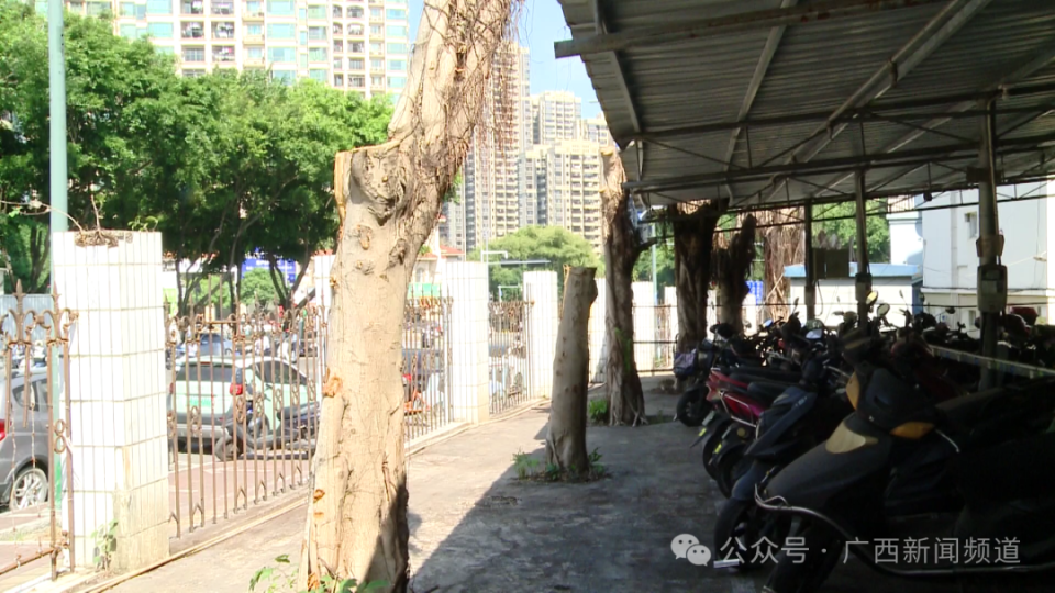南宁一小区物业借修剪之名砍 20 年大树，背后究竟隐藏着什么？  第2张