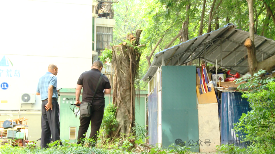 南宁一小区物业借修剪之名砍 20 年大树，背后究竟隐藏着什么？  第3张