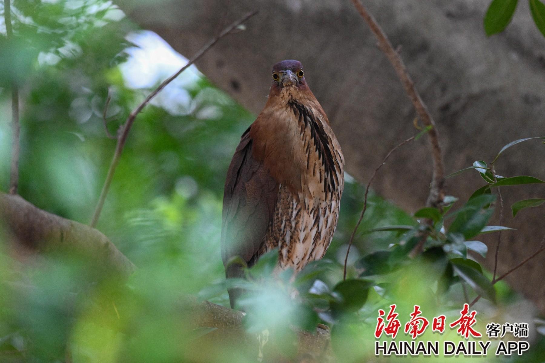 海南首次记录到国家二级保护动物栗鳽,竟在这所学校 第1张 海南首次记录到国家二级保护动物栗鳽,竟在这所学校 第1张