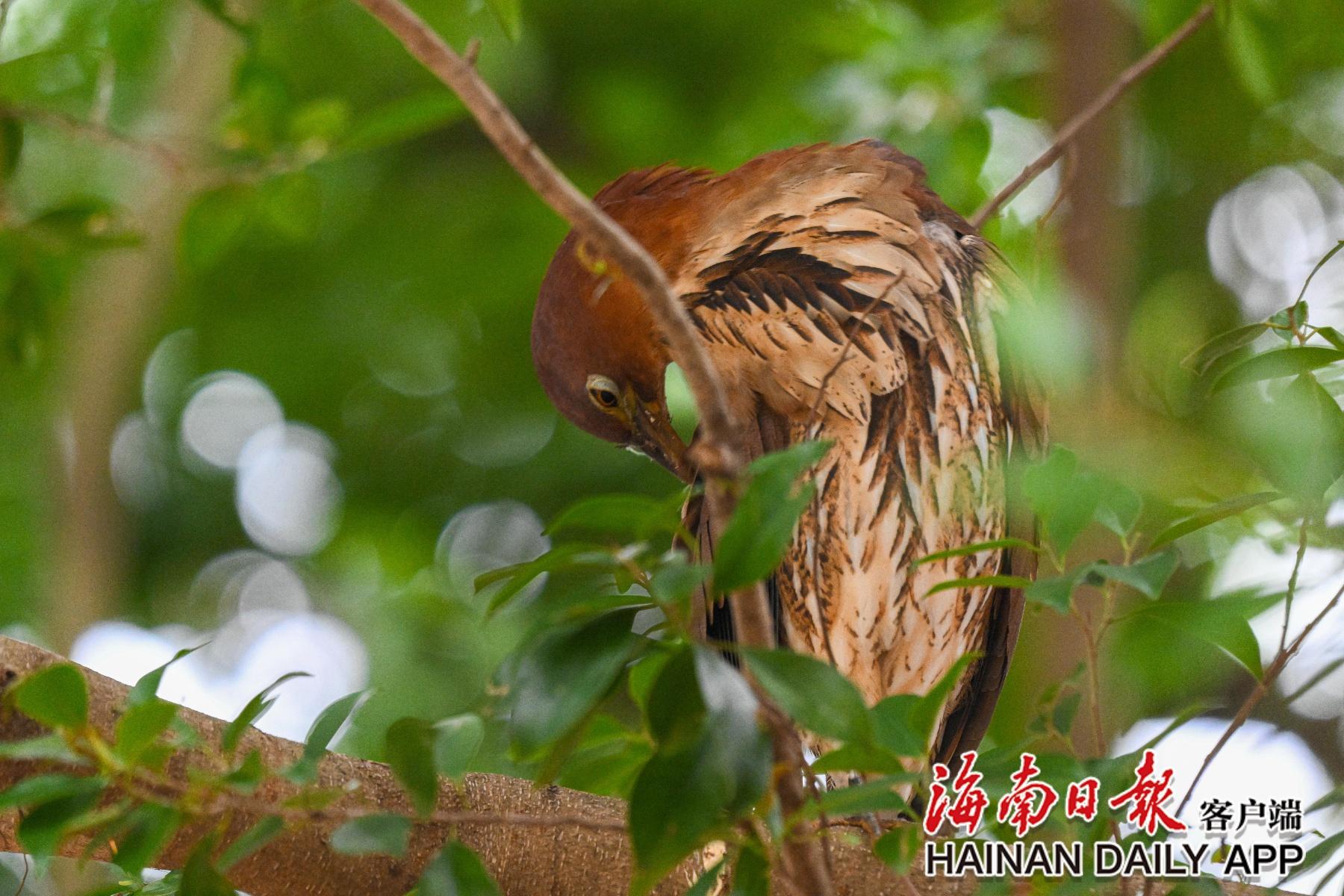 海南首次记录到国家二级保护动物栗鳽,竟在这所学校 第2张 海南首次记录到国家二级保护动物栗鳽,竟在这所学校 第2张